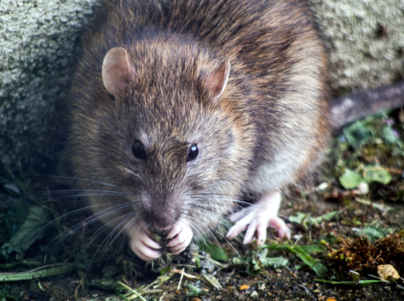 Where Do Rats Typically Nest?